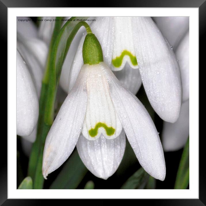 The Giant Snowdrop Framed Mounted Print by Trevor Camp