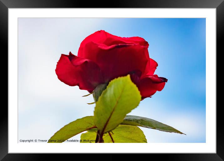 Ruby Red Rose Framed Mounted Print by Trevor Camp