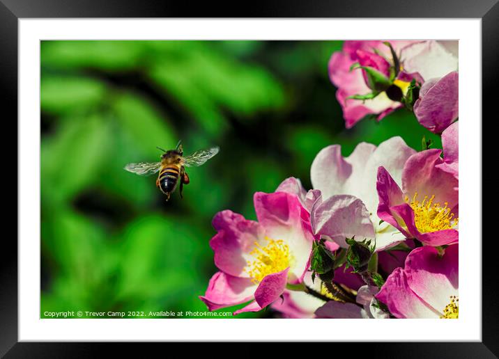 Bee - 03 Framed Mounted Print by Trevor Camp
