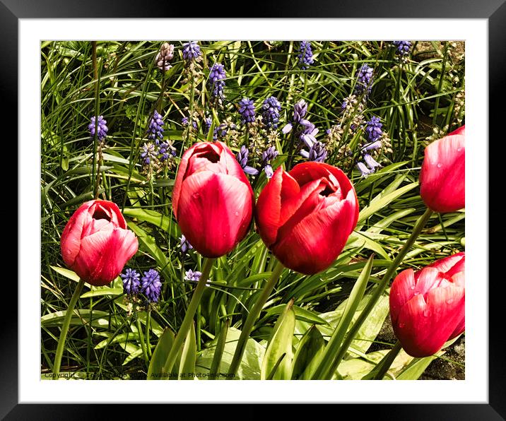 Blooming Symphony Framed Mounted Print by Trevor Camp
