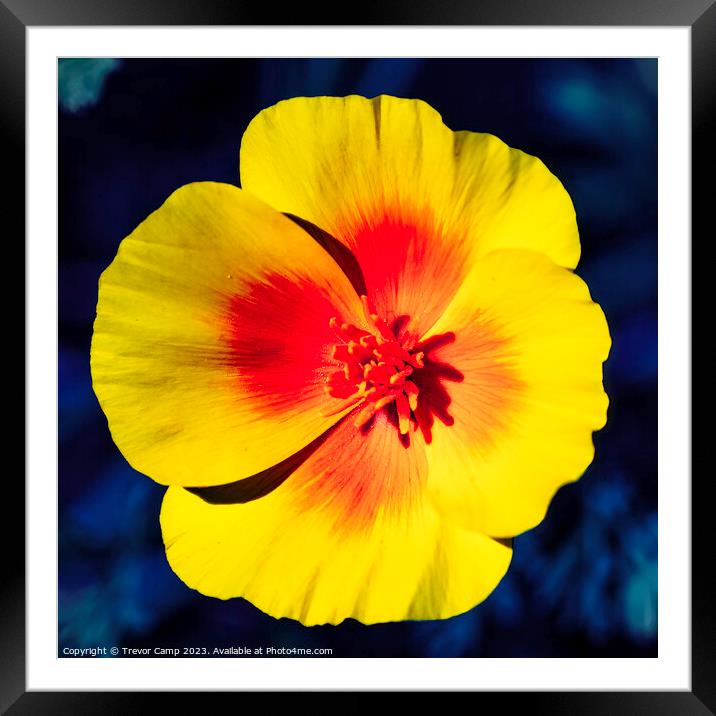 Vibrant Beauty Framed Mounted Print by Trevor Camp