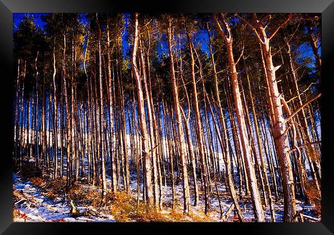  Winter Woods Framed Print by Trevor Camp