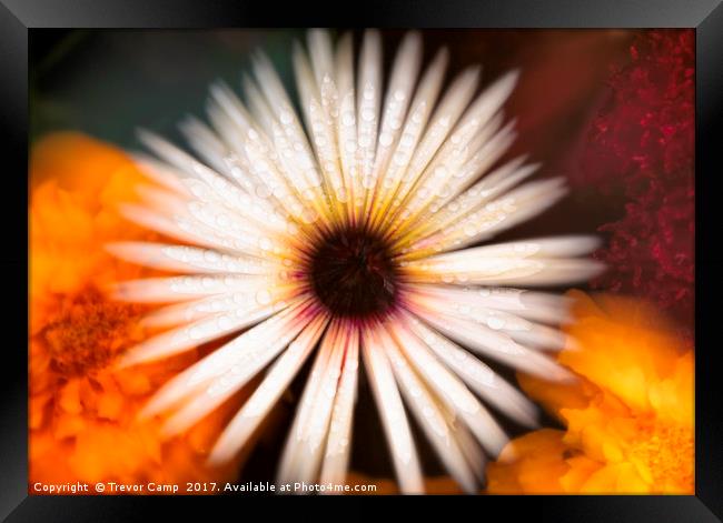 Mesmerizing Mesembryanthemum Framed Print by Trevor Camp