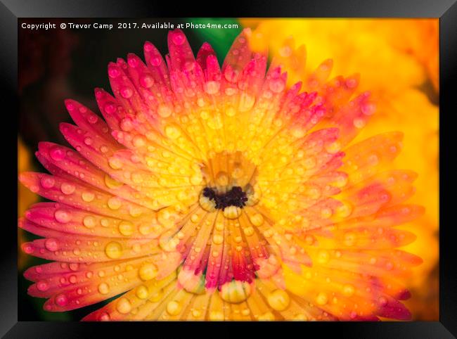 Burst of Mesembryanthemum Colors Framed Print by Trevor Camp