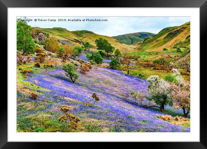 Rannerdale Bluebells - 04 Framed Mounted Print by Trevor Camp