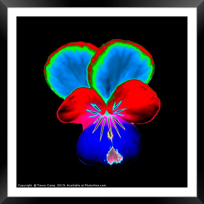 Solarised Pansy  Framed Mounted Print by Trevor Camp