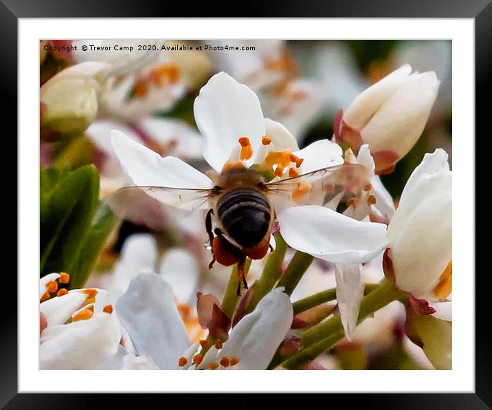 Fully loaded Honey Bee Framed Mounted Print by Trevor Camp