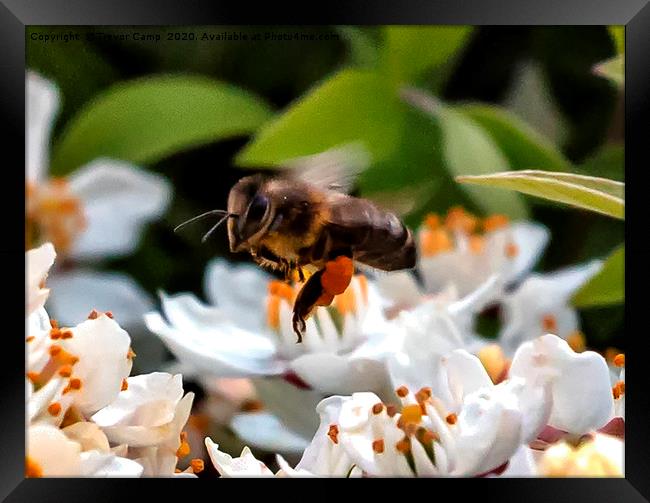 Working the Flowers - Honey Bee Framed Print by Trevor Camp