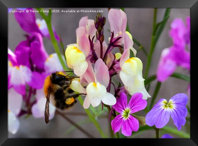 Collecting Nectar Framed Print by Trevor Camp