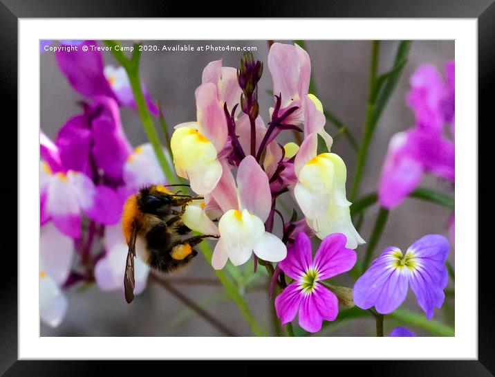 Collecting Nectar Framed Mounted Print by Trevor Camp