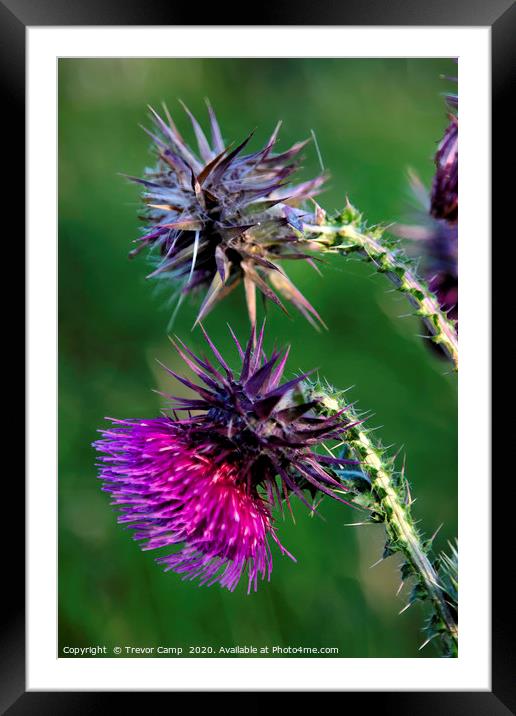 Down the Garden Path - 51 Framed Mounted Print by Trevor Camp