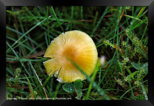 Yellow Mushroom Framed Print by Trevor Camp
