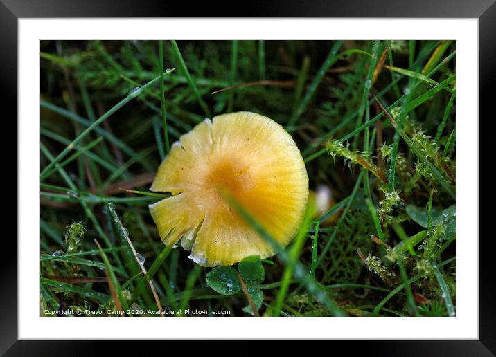 Yellow Mushroom Framed Mounted Print by Trevor Camp