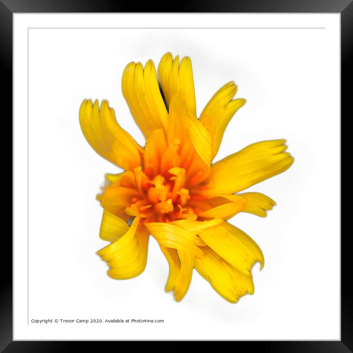 Yellow wild Coreopsis - 02 Framed Mounted Print by Trevor Camp