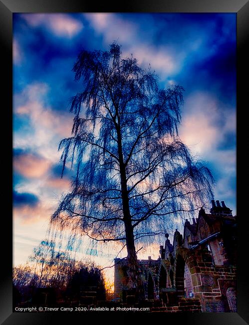 The Willow Tree Framed Print by Trevor Camp