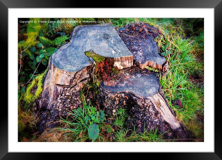 The Stump Framed Mounted Print by Trevor Camp