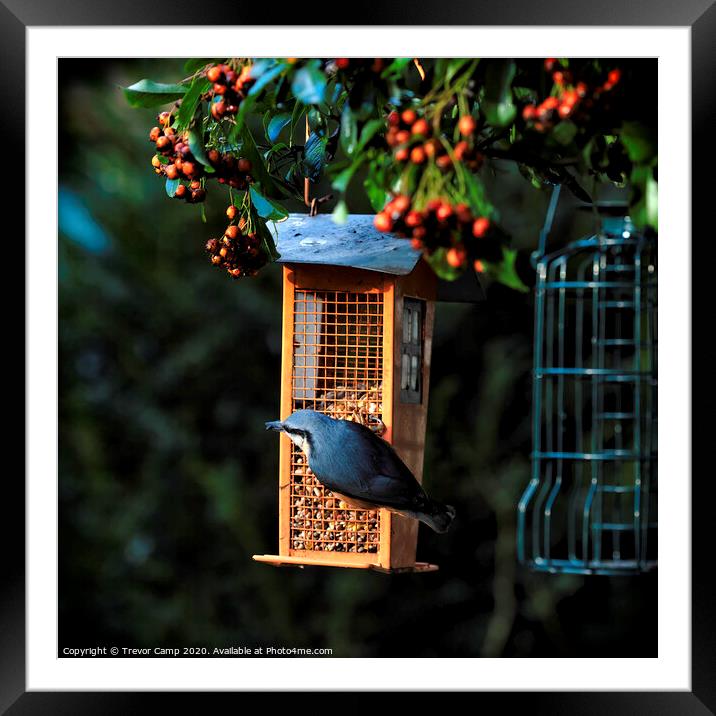 Nuthatch at feeder Framed Mounted Print by Trevor Camp