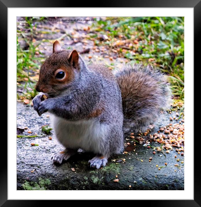 Grey Squirrel - 02 Framed Mounted Print by Trevor Camp