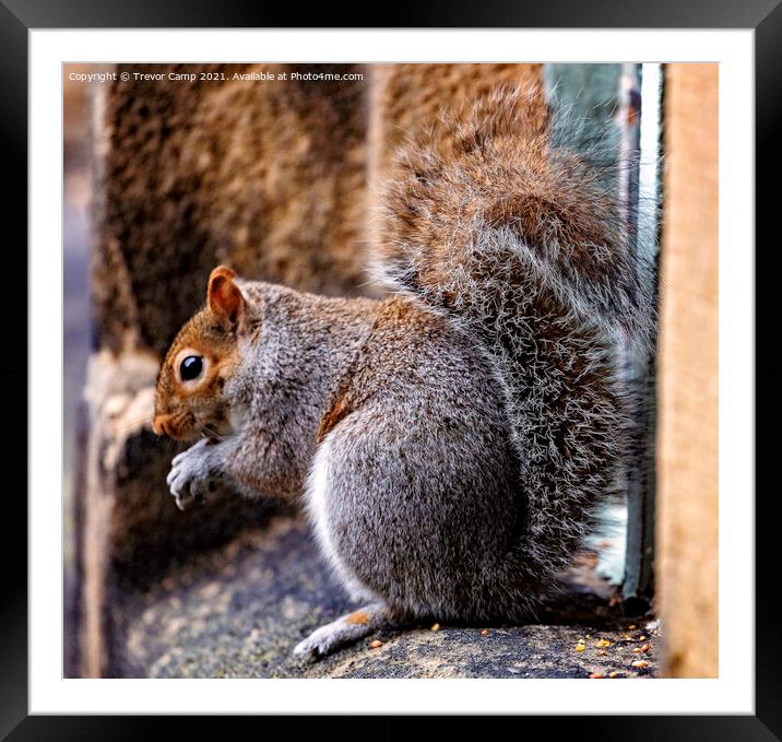 The Tufty Acrobat Framed Mounted Print by Trevor Camp
