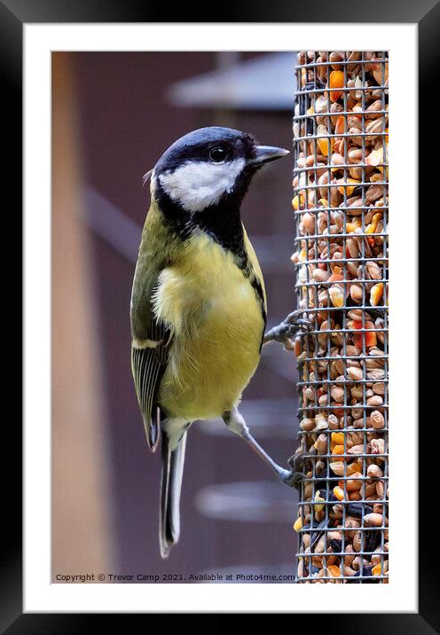 Great Tit Framed Mounted Print by Trevor Camp