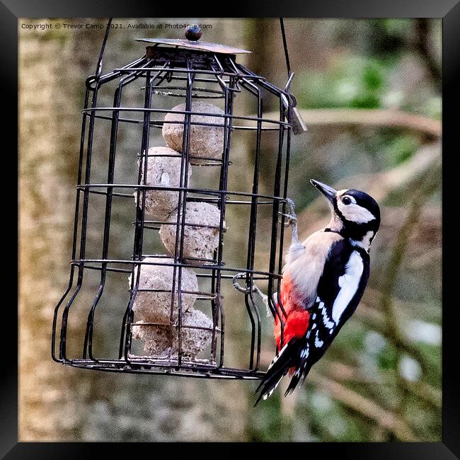Great Spotted Woodpecker - 01 Framed Print by Trevor Camp