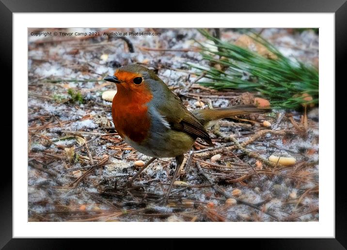 Robin Red Breast - 01 Framed Mounted Print by Trevor Camp