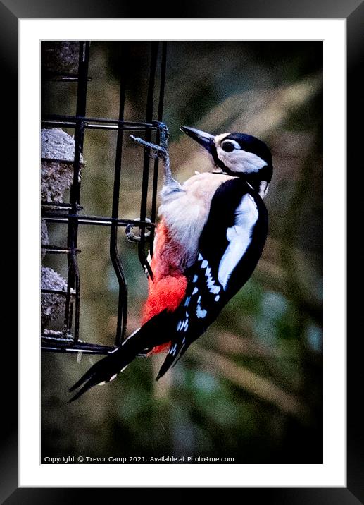 Great Spotted Woodpecker - 02 Framed Mounted Print by Trevor Camp