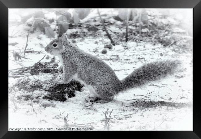 The Very Grey Squirrel Framed Print by Trevor Camp