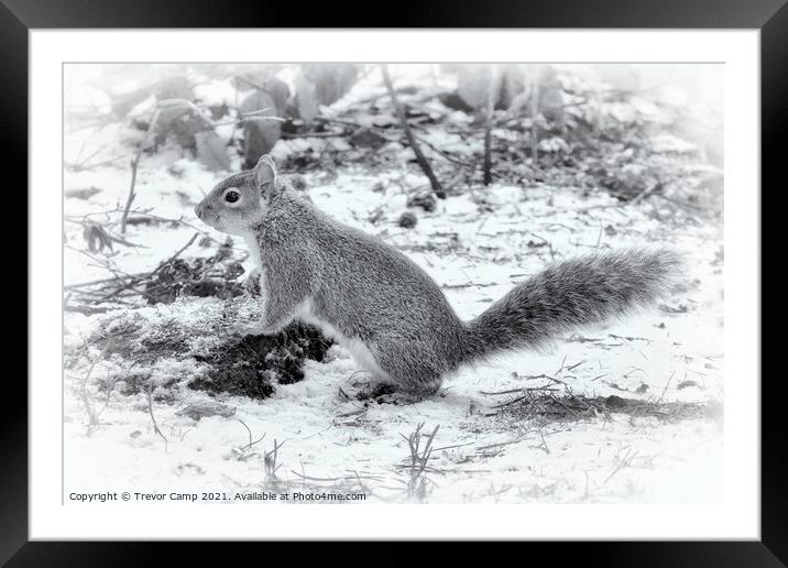The Very Grey Squirrel Framed Mounted Print by Trevor Camp