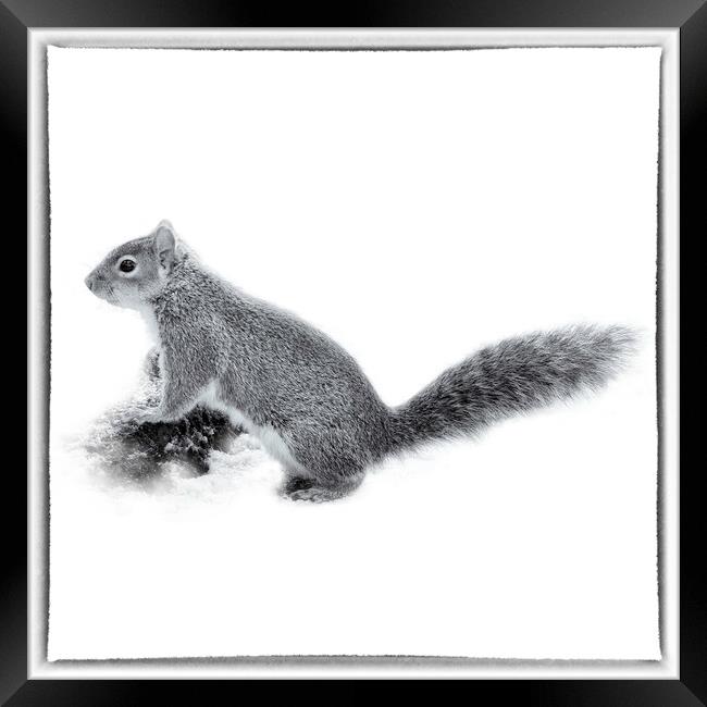 The Grey Squirrel - Toned Framed Print by Trevor Camp