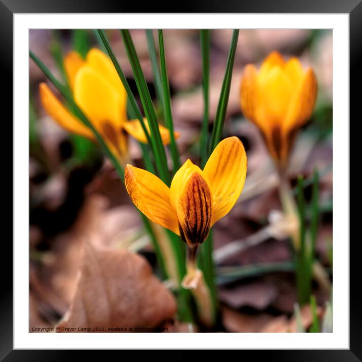 Yellow Crocus - 01 Framed Mounted Print by Trevor Camp
