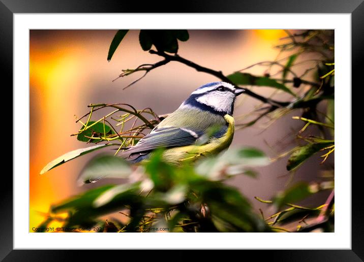 A Bird in the Bush Framed Mounted Print by Trevor Camp