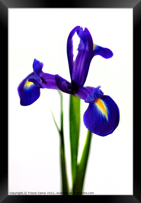 The Purple Iris Framed Print by Trevor Camp