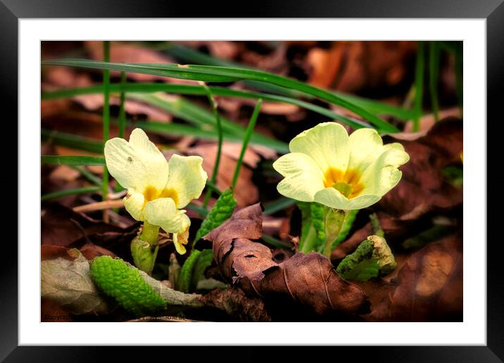 Yellow Primrose Framed Mounted Print by Trevor Camp