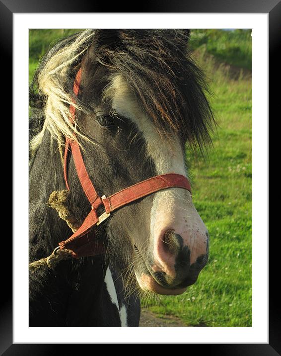 Horses head at sunset Framed Mounted Print by isaac ford