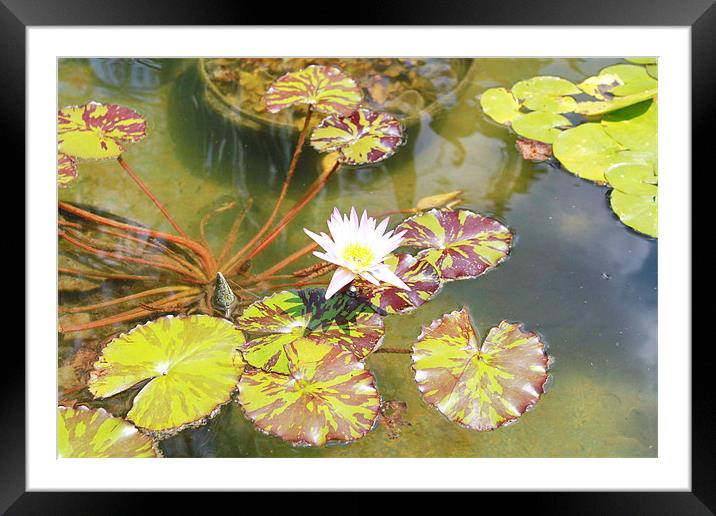 Water Lily Framed Mounted Print by Perry flippin