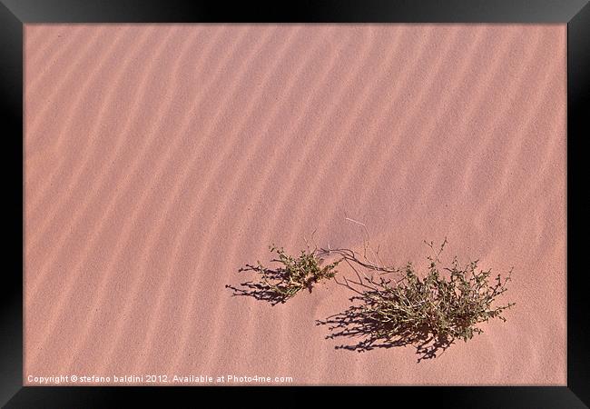 A lonely bush in the sand Framed Print by stefano baldini