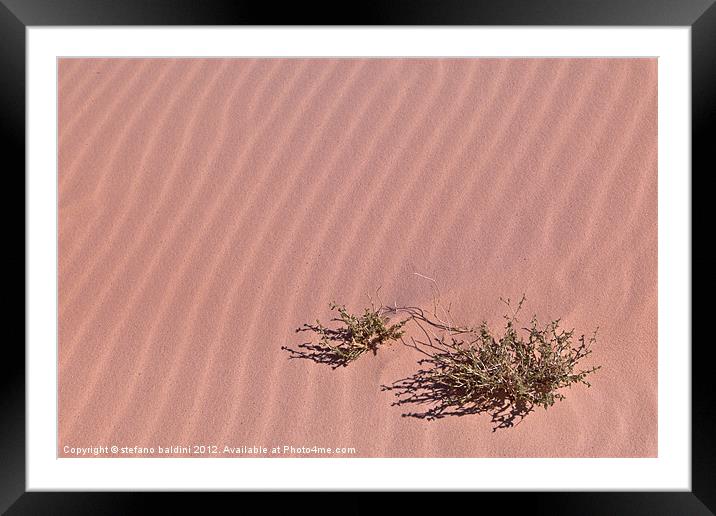 A lonely bush in the sand Framed Mounted Print by stefano baldini