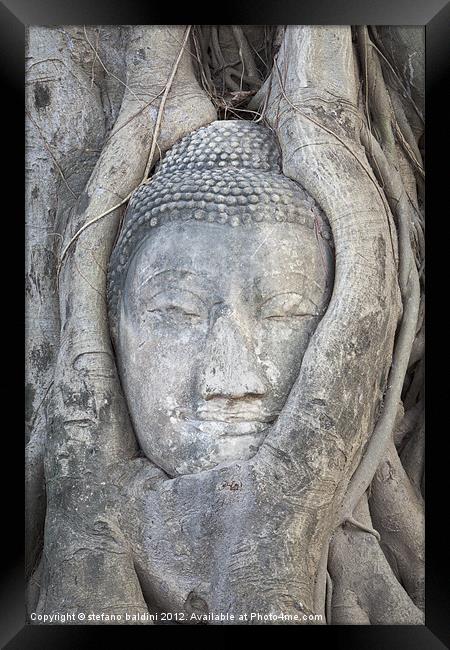 The head of a Buddha statue trapped in the roots o Framed Print by stefano baldini