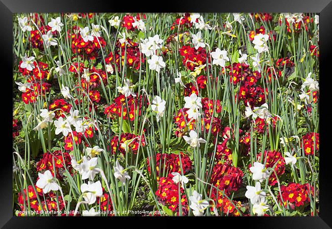 daffodils and pansies Framed Print by stefano baldini