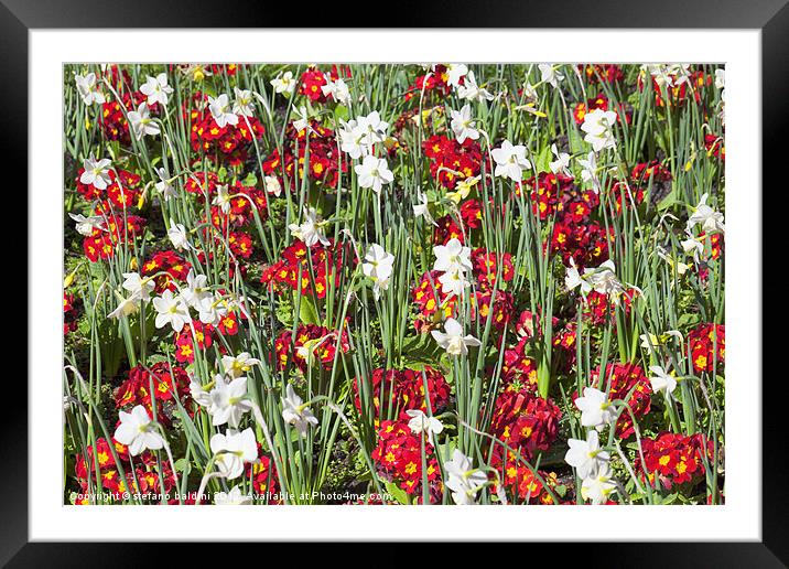 daffodils and pansies Framed Mounted Print by stefano baldini