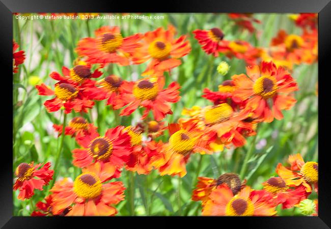 Flower background Framed Print by stefano baldini