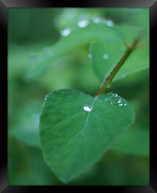 Raindrop on leaf Framed Print by Edward Linton