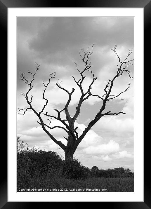 black nad white tree landscape Framed Mounted Print by stephen clarridge