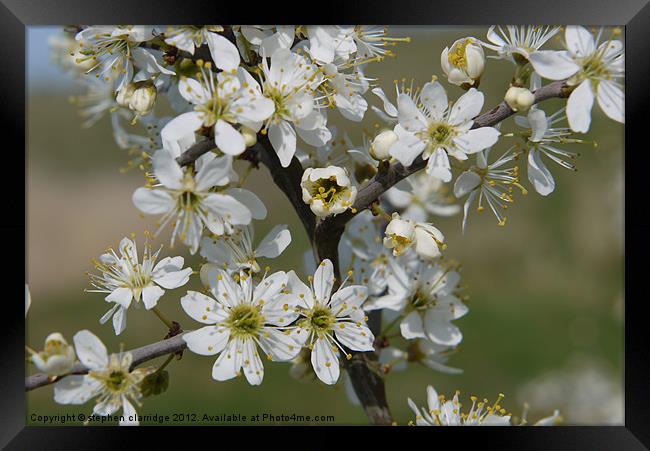 hawthorn blossom Framed Print by stephen clarridge
