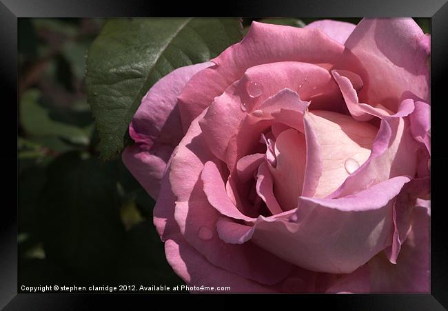 pink rose closeup Framed Print by stephen clarridge