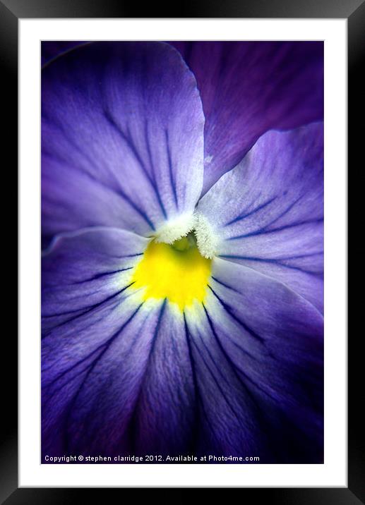 blue pansy close up Framed Mounted Print by stephen clarridge
