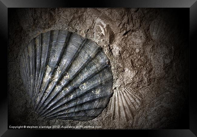 fossil clam shell Framed Print by stephen clarridge