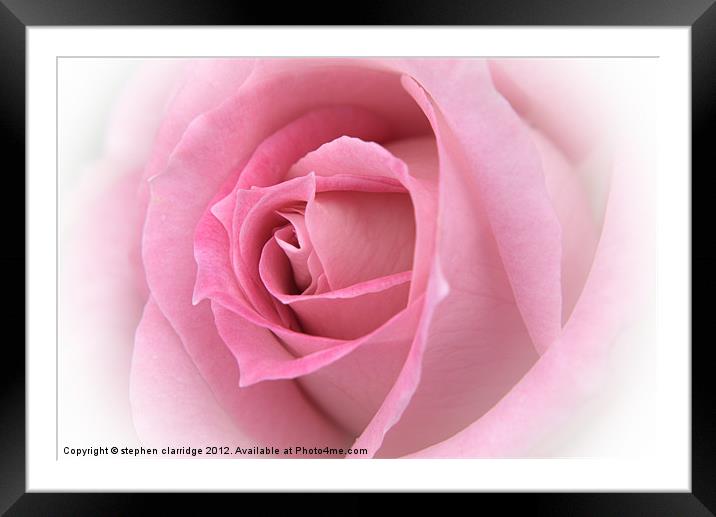 pink rose close up Framed Mounted Print by stephen clarridge