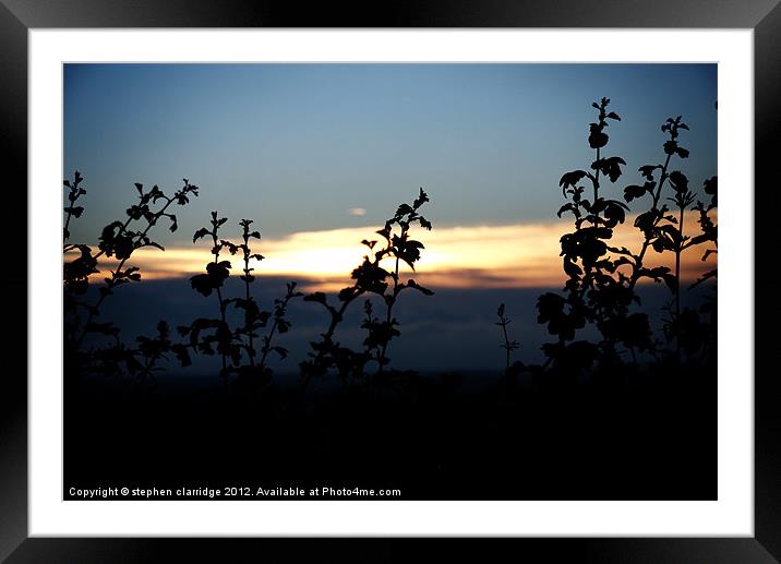 Hedgerow at night Framed Mounted Print by stephen clarridge